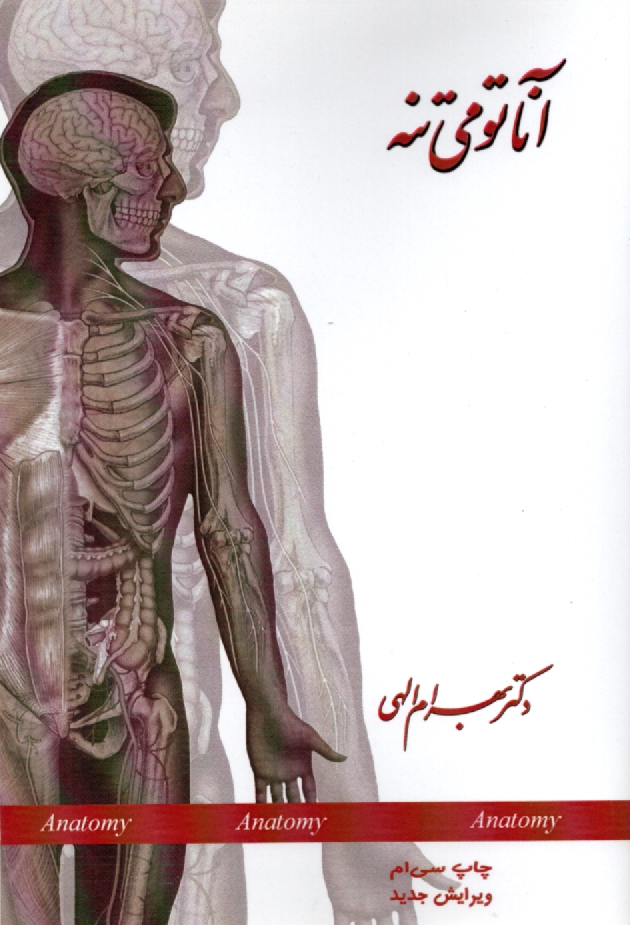 www.payane.ir - آناتومی تنه: قفسه سینه (توراکس) Thorax، ابدومن (شکم) Abdomen، لگن (پلویس) Pelvis